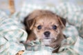 Close up chihuahua puppy dog sleeping Royalty Free Stock Photo