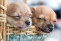 Close up chihuahua puppy dog sleeping Royalty Free Stock Photo