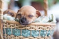 Close up chihuahua puppy dog sleeping Royalty Free Stock Photo