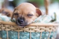 Close up chihuahua puppy dog sleeping Royalty Free Stock Photo