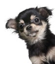 Close-up Chihuahua puppy looking the camera