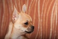 Close up of Chihuahua puppy sitting on sofa, 4 months old fema Royalty Free Stock Photo