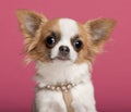 Close-up of Chihuahua wearing diamond collar Royalty Free Stock Photo