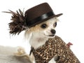 Close-up of a Chihuahua wearing a hat, isolated