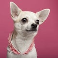 Close-up of Chihuahua wearing pink laced shirt Royalty Free Stock Photo