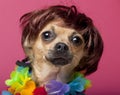 Close-up of Chihuahua wearing wig and colorful