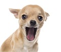 Close-up of a Chihuahua yawning