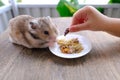 Close up child feeds beautiful brown domestic cute hamster, eating delicious food, grain, vegetables from white plate at wooden Royalty Free Stock Photo