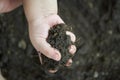 Close up Child hand carry black and organic soil.