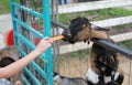 Close-up child hand feed and give carrot to goat in cage at zoo Royalty Free Stock Photo