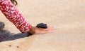 Close up of child hands holding small baby turtle hatchling ready for release into the open sea or ocean Royalty Free Stock Photo