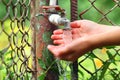 Close up child hands with water drops from old grunge brass faucet on green bokeh background. Water shortage and earth day Royalty Free Stock Photo