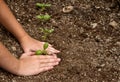 Close-up of child planting a small plant Royalty Free Stock Photo