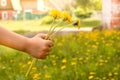 Close-up of a child`s hand with a bouquet of yellow dandelions outdoors in summer, sunlight Royalty Free Stock Photo