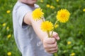 Close-up of a child`s hand with a bouquet of yellow dandelions outdoors in summer, sunlight Royalty Free Stock Photo