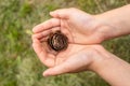 Close up of child`s hand holding a pine cone with a natural blurred background. Little girl holds cone in her hands Royalty Free Stock Photo