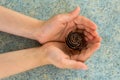 Close up of child`s hand holding a pine cone with a natural blurred background. Little girl holds cone in her hands Royalty Free Stock Photo