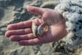 Child`s hand holding seashells on the beach Royalty Free Stock Photo