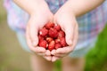 Close-up of child`s hands holding fresh wild strawberries picked at organic strawberry farm. Kid harvesting fruits and berries at Royalty Free Stock Photo