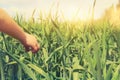 Close up of a child& x27;s hand touching tall grass in field