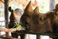 Close up children Hand feeding green grass to Rhino or Rhinoceros in the zoo thailand Royalty Free Stock Photo