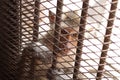 Close-up children Monkey in the cage, eyes are sad, lack of freedom, poor animal behind metal bars in captivity