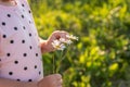 Close-up children`s hands hold three daisies, chamomile Royalty Free Stock Photo