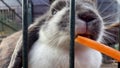 Childrens hand feeding rabbit with a carrot. Fat fluffy bunnys eating carrots