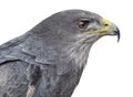 Close-up of a Chilean blue eagle - Geranoaetus melanoleucus Royalty Free Stock Photo