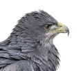 Close-up of a Chilean blue eagle - Geranoaetus melanoleucus Royalty Free Stock Photo