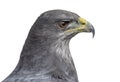 Close-up of a Chilean blue eagle - Geranoaetus melanoleucus Royalty Free Stock Photo