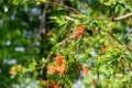 Chilean fire tree (embothrium coccineum Royalty Free Stock Photo