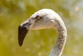 Close up of Chilean Flamingo head