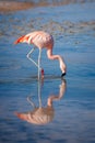 Close up of a Chilean flamingo in Laguna Chaxa, Atacama salar, Chile