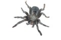 Close up of Chilean Rose Tarantula , Grammostola rosea Royalty Free Stock Photo