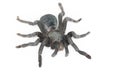 Close up of Chilean Rose Tarantula , Grammostola rosea Royalty Free Stock Photo