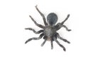 Close up of Chilean Rose Tarantula , Grammostola rosea Royalty Free Stock Photo