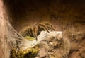 Close up on Chilean rose tarantula Grammostola Rosea Royalty Free Stock Photo