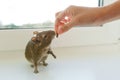 Close-up of chilean squirrel degu, on white background. Royalty Free Stock Photo