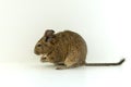 Close-up of chilean squirrel degu, on white background. Royalty Free Stock Photo