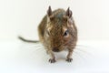 Close-up of chilean squirrel degu, on white background. Royalty Free Stock Photo