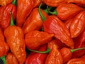 Close up of chili peppers, bhut jolokia, the hottest pepper in the world