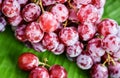Close up of chilled sweet grape bunch on green banana background. Royalty Free Stock Photo