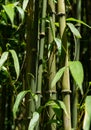 Close-up of Chimonobambusa quadrangularis bamboo row in Arboretum Park Southern Cultures in Sirius Adler Sochi.