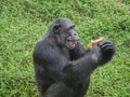 Close up of a chimpanzee eating durian