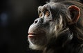 A close up of a chimpanzee face with a black background. Generative AI image. Royalty Free Stock Photo