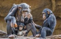 Close up of a Chimpanzee-family Royalty Free Stock Photo