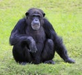 Close-up of a Chimpanzee looking at the camera with green background