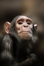 Close-up of a Chimpanzee looking at the camera Royalty Free Stock Photo