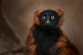 Close-up of a Chimpanzee looking at the camera Royalty Free Stock Photo